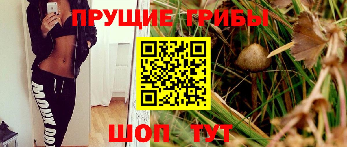 Красноармейск  Псилоцибиновые грибы Psilocybe  Вход с VPN 